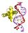 picture of protein-DNA complex